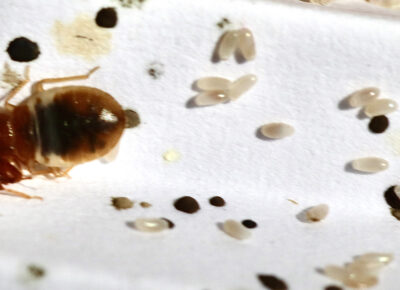 Bed Bug Control Services In South Jersey, PA, DE, & MD