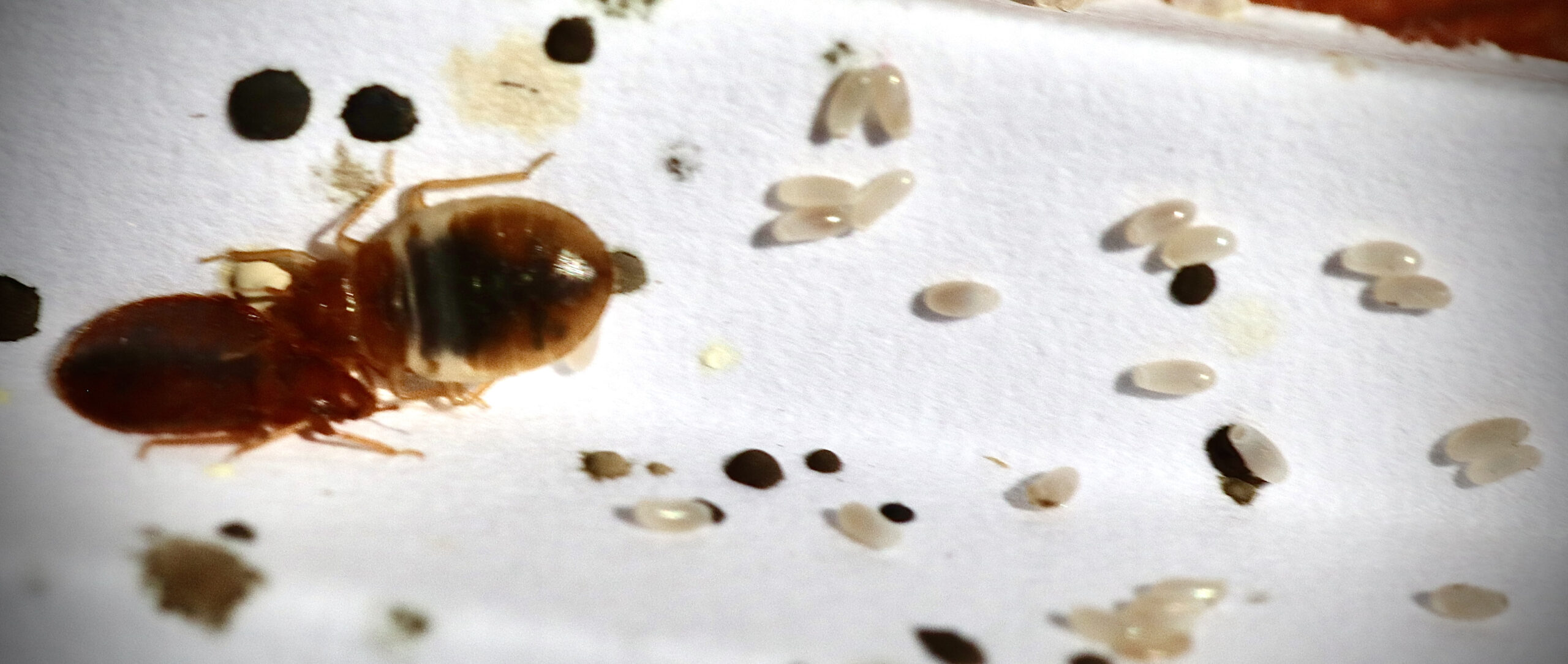 Bed Bugs - Hoffman's Exterminating | South Jersey, PA, DE, & MD