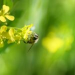 Bee populations in decline – what’s up with that?