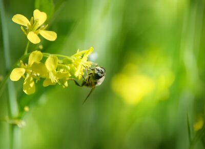 Bee populations in decline - what's up with that