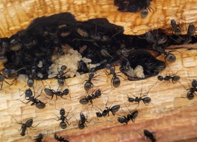 Carpenter Ant Control Services In South Jersey, PA, DE, & MD