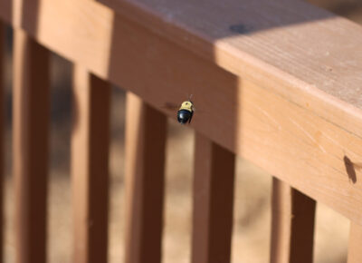 carpenter bee control services in South Jersey, PA, DE, & MD