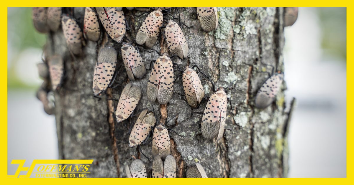 Spotted Lanternfly