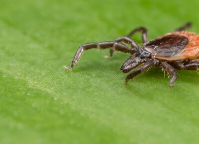 tick control services in South Jersey, PA, DE, & MD