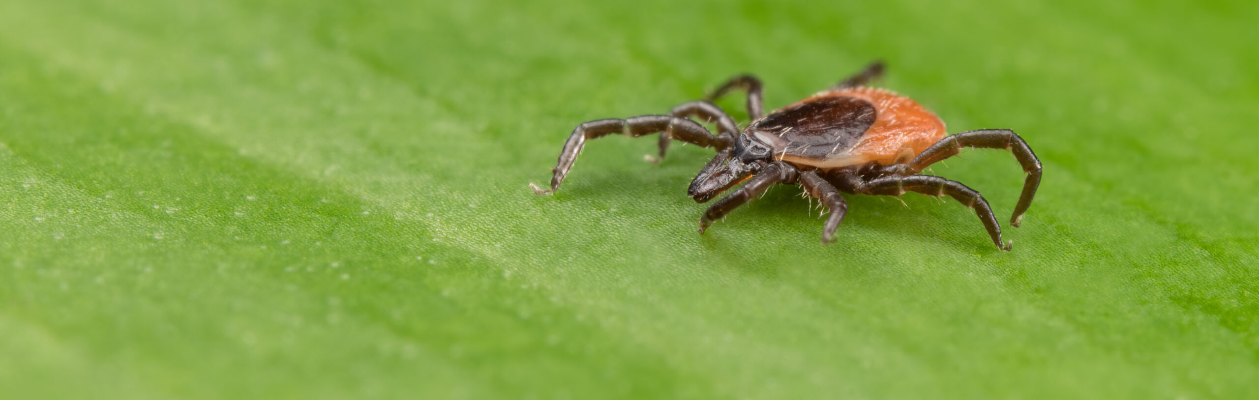 Ticks - Hoffman's Exterminating | South Jersey, PA, DE, & MD