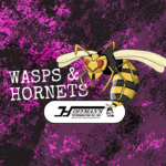 Wasps and Hornets? They’re No Joke – Use A Pro!