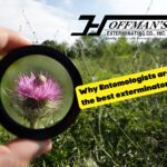 Why Entomologists are the best exterminators