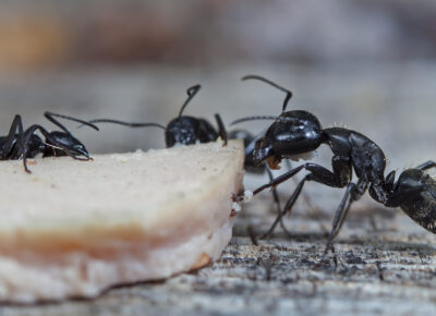 Ant Control Specialists in South Jersey, PA, DE, & MD
