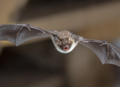 bat control services in South Jersey, PA, DE, & MD