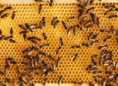 bee control services in South Jersey, PA, DE, & MD
