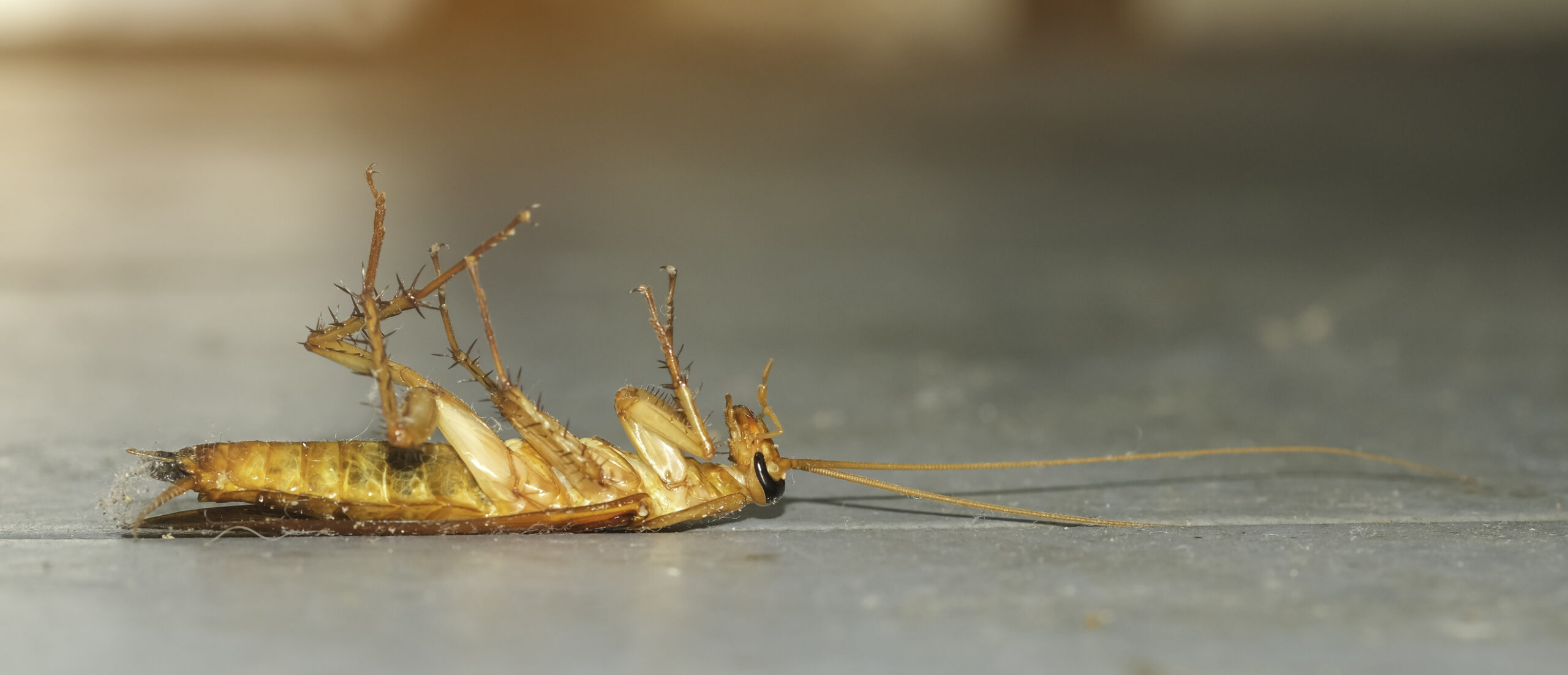 Roaches - Hoffman's Exterminating | South Jersey, PA, DE, & MD