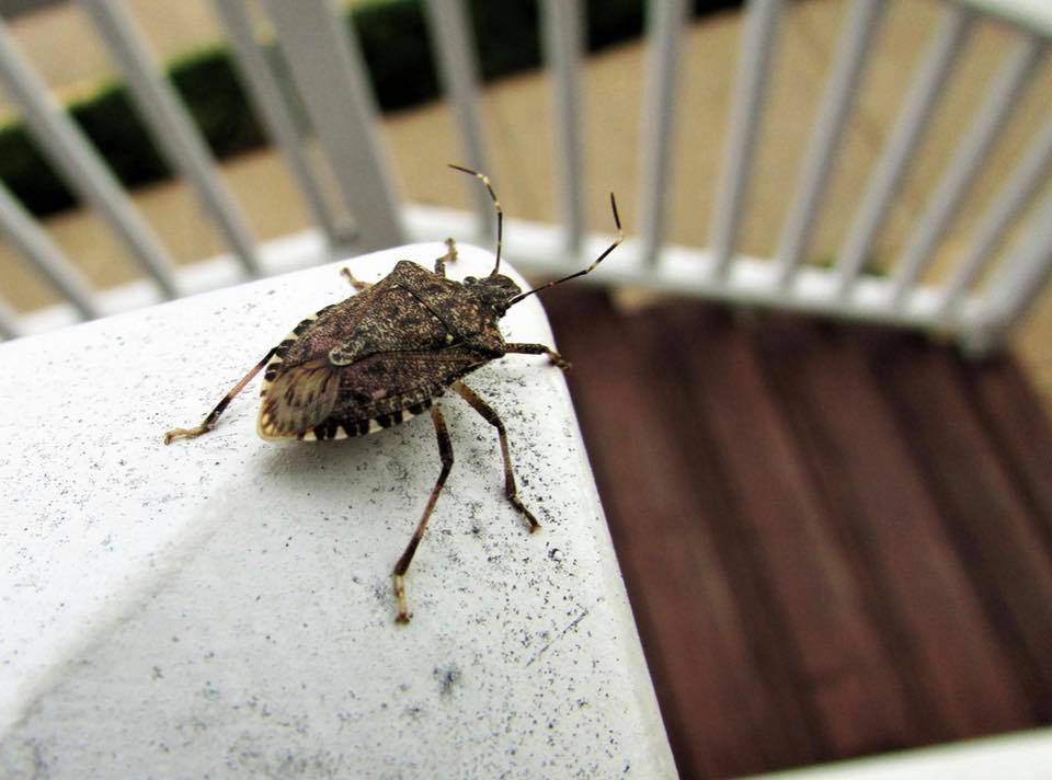 stink bug