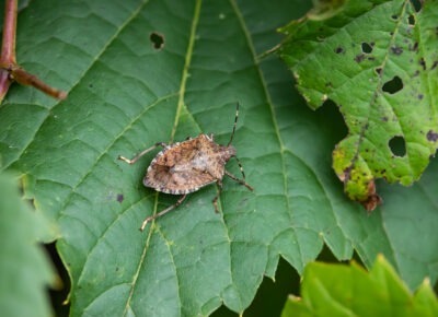stink bug control services in South Jersey, PA, DE, & MD