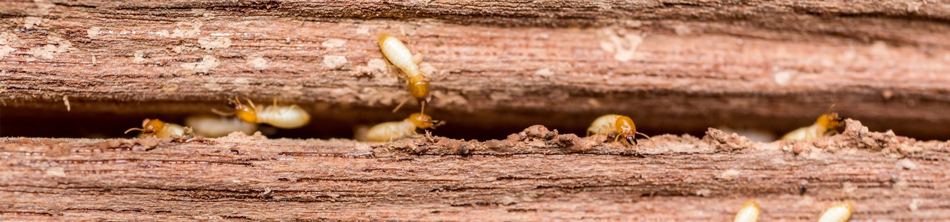 Termites - Hoffman's Exterminating | South Jersey, PA, DE, & MD