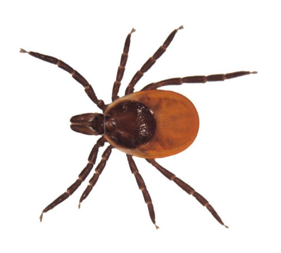 Ticks