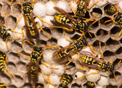 wasp & hornet control services in South Jersey, PA, DE, & MD