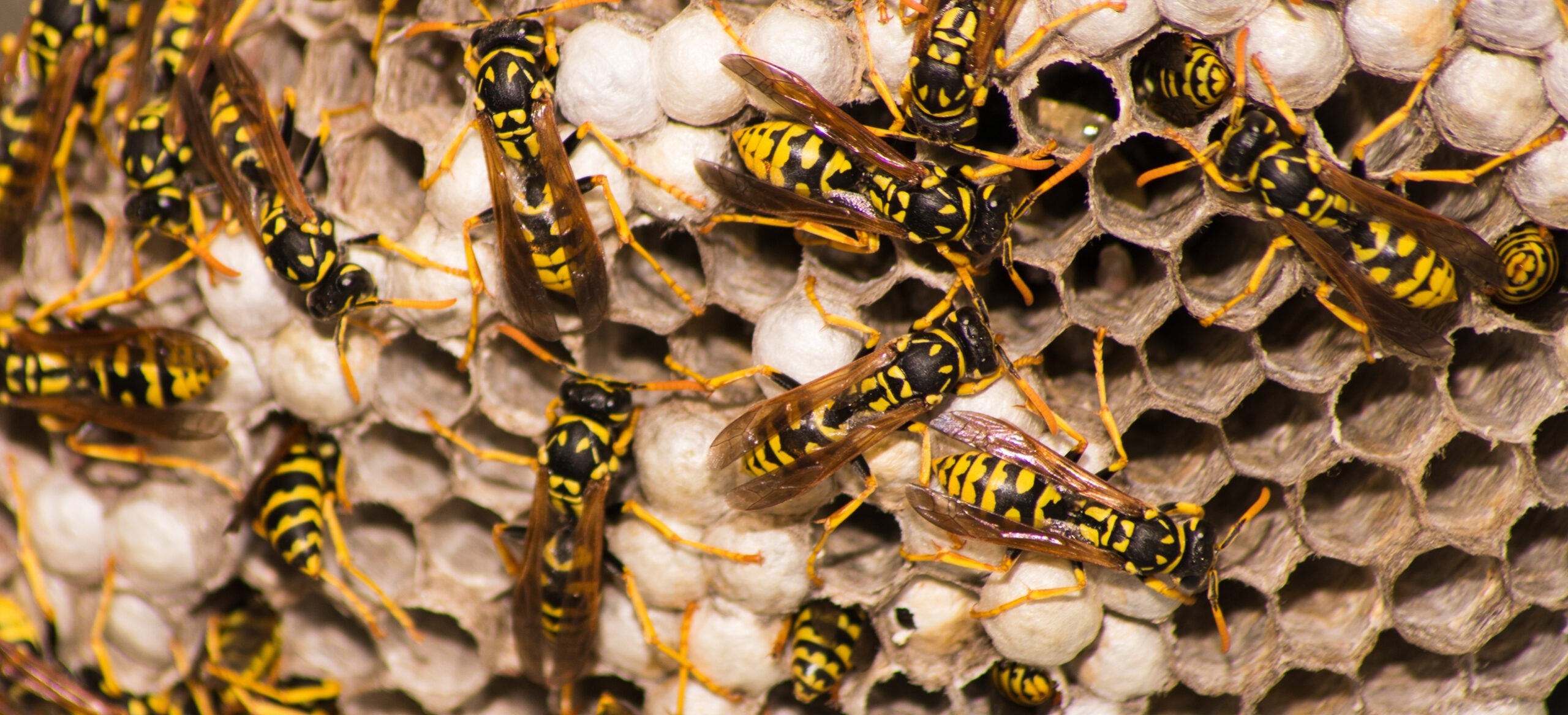 Wasps & Hoffman's Exterminating South Jersey, PA, DE, & MD