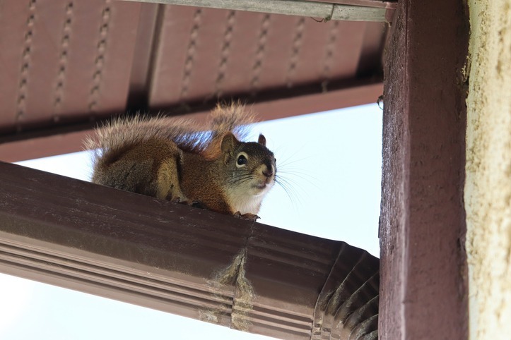 Wildlife - Squirrel