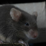 Don’t Let Pests Be Your Winter Guests