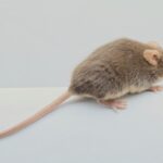 Foolproof Pest-Proofing Tips to Keep Pests Out of Your House This Fall