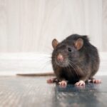 Keep an Eye Out For Signs of a Rodent Infestation This Fall