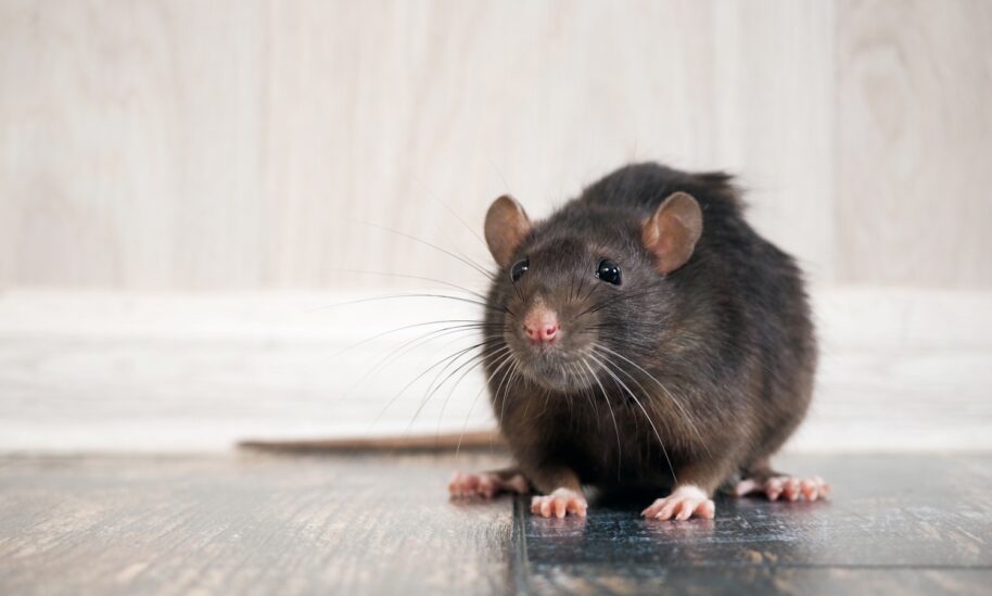 Keep an Eye Out For Signs of a Rodent Infestation This Fall