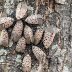 Stay Alert For Invasive Species Even As Temperatures Drop