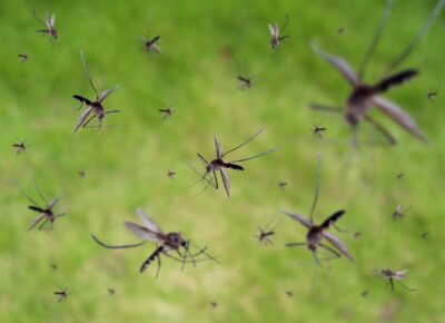As Summer Winds Down, Mosquitoes Gear Up