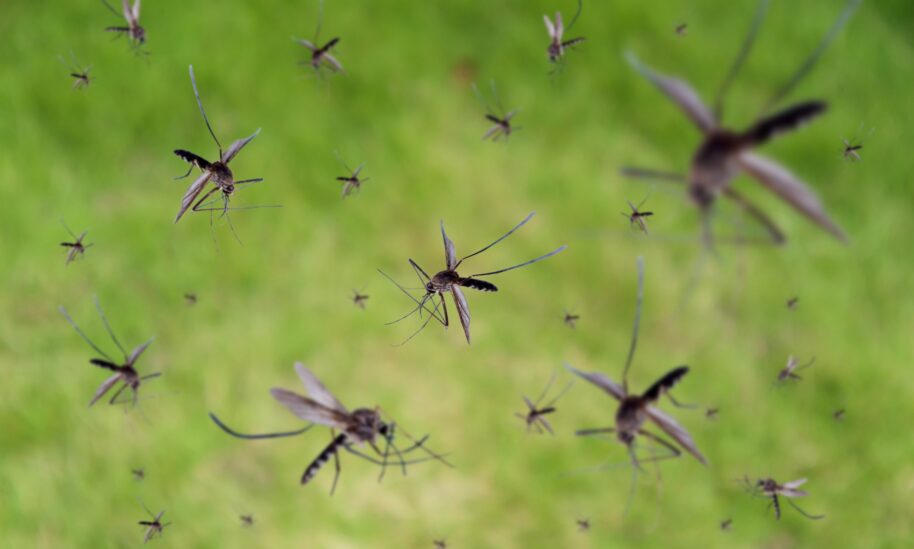 As Summer Winds Down, Mosquitoes Gear Up