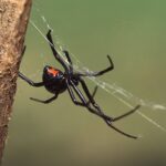 Beware of Spooky Spiders this Fall Season