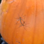Don’t Get Spooked Out By Blood-Sucking Pests This October