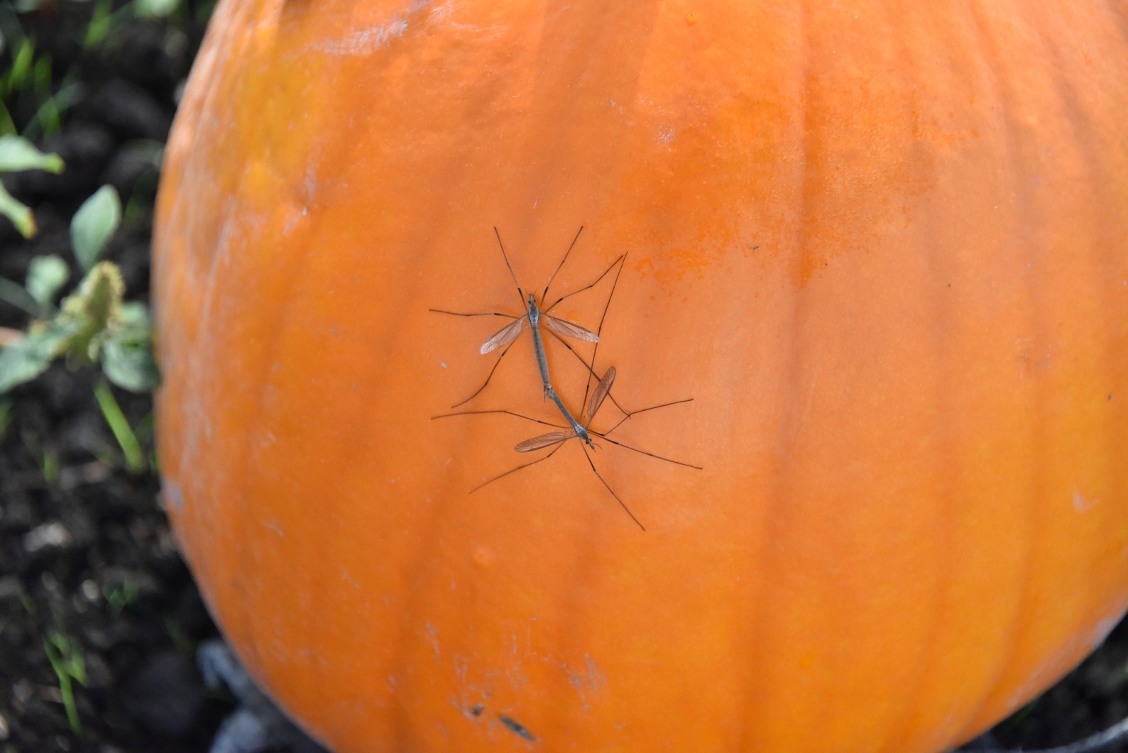 don-t-get-spooked-out-by-blood-sucking-pests-this-october-hoffman-s