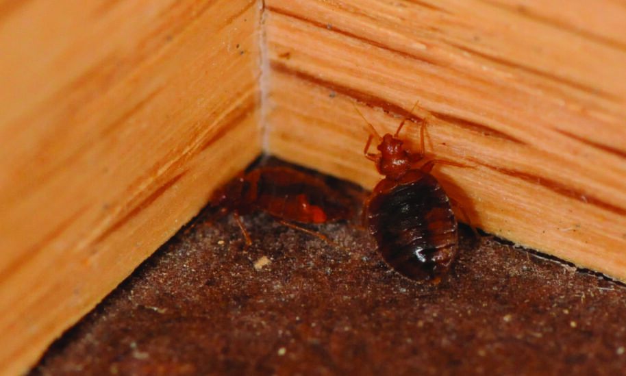 Bed Bugs Book Their Own Travel Plans