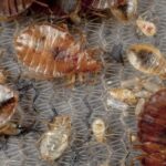Don’t Room With Bed Bugs This Fall