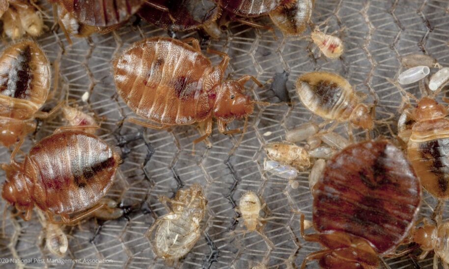 Don’t Room With Bed Bugs This Fall