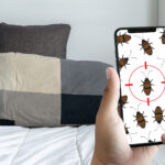 ‘Tis the Season for Bed Bugs on the Move