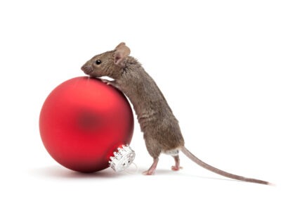 Tips to Keep the Holiday Season Holly, Jolly and Pest-Free