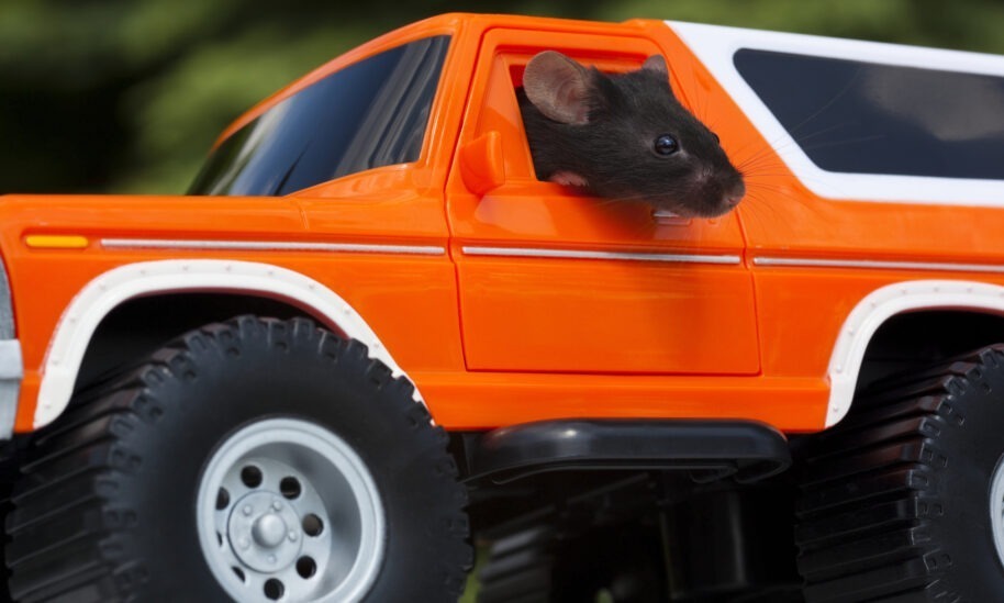Rodents Seek Shelter In Vehicles to Escape Bitter Cold