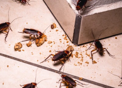 Hoffman’s Exterminating Offers Cockroach Prevention Tips