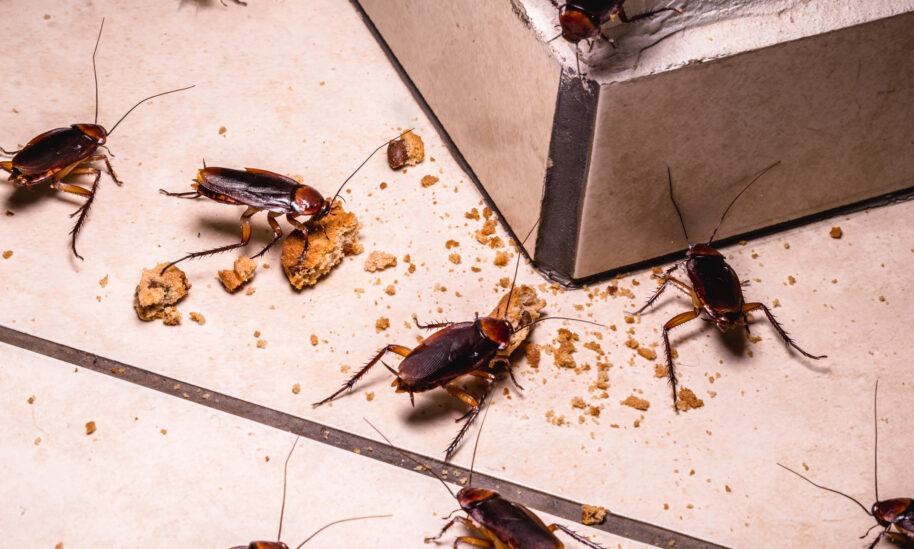 Hoffman’s Exterminating Offers Cockroach Prevention Tips