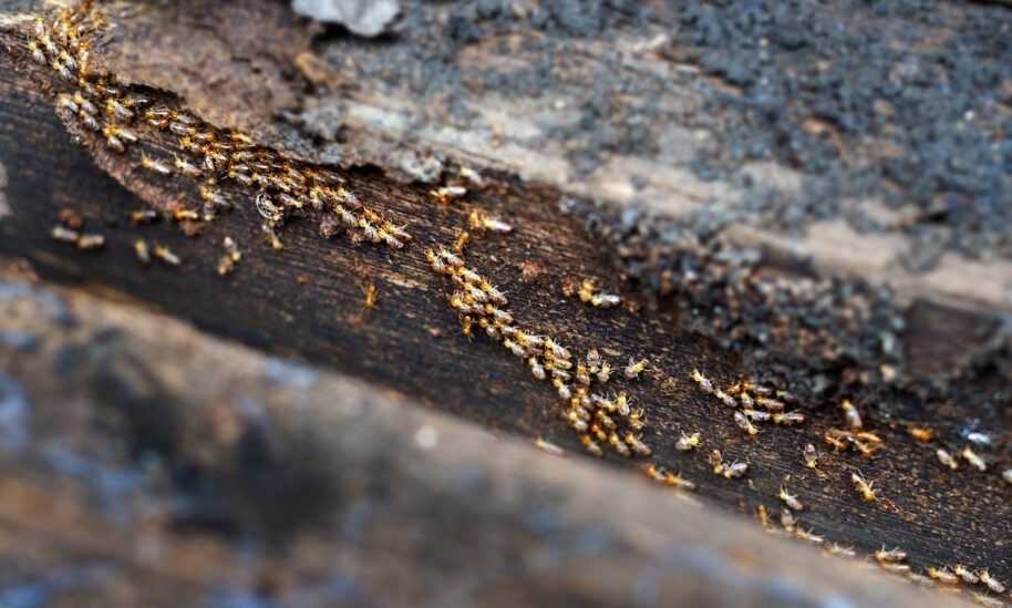 Winter Weather Leaves Homes Susceptible to Termite Infestations