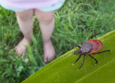Protect Yourself From Ticks and Tick-Borne Diseases When Outdoors