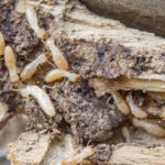 Three Ways Homeowners Are Inviting Termites Into Their Home