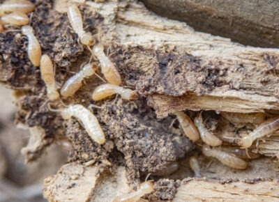 THREE WAYS HOMEOWNERS ARE INVITING TERMITES INTO THEIR HOME