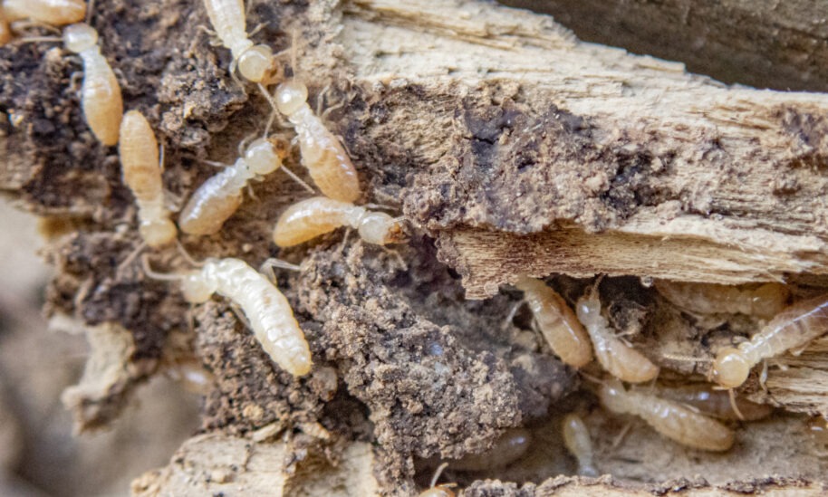 THREE WAYS HOMEOWNERS ARE INVITING TERMITES INTO THEIR HOME