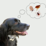 Protect Your Family Pets From Fleas and Ticks
