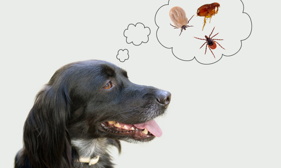 Protect Your Family Pets From Fleas and Ticks