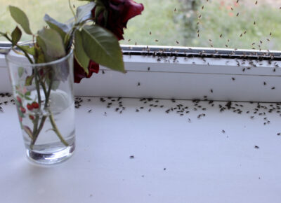 Getting Rid of Ants, The Most Common Home Invader