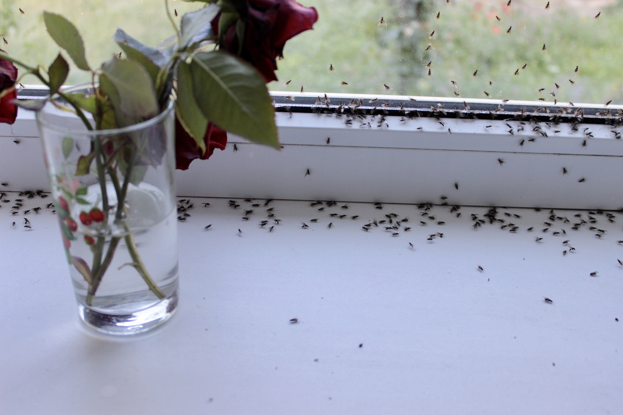 Getting Rid of Ants, The Most Common Home Invader - Hoffman's ...