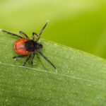 PA, NJ Among The Highest in Lyme Disease Rates